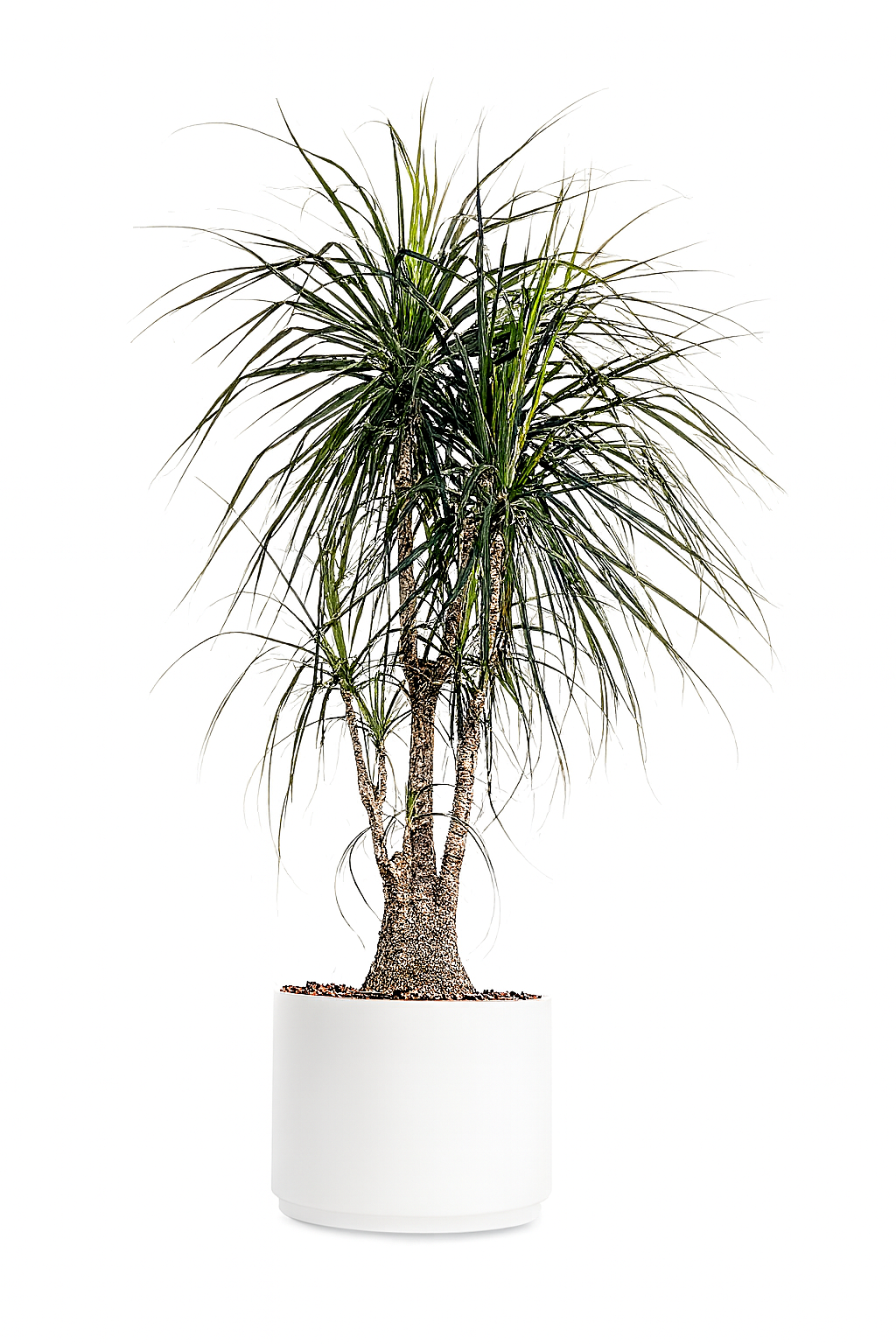 Vaso Arko - immagine 5